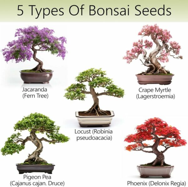 A collection of five bonsai trees: Jacaranda with purple flowers, Crape Myrtle with pink blossoms, Pigeon Pea with dense green foliage, Locust with structured leaves, and Phoenix with red-orange autumn foliage.